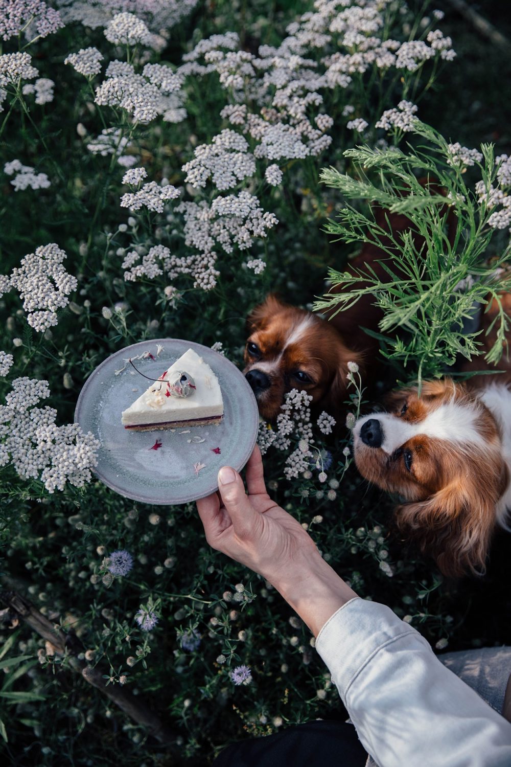 Cake and dogs
