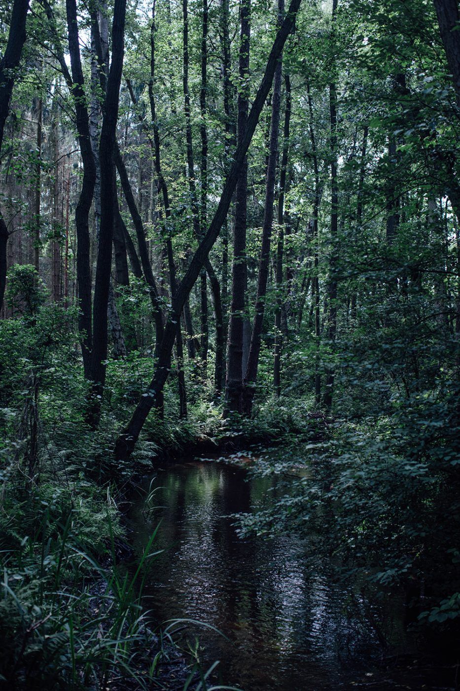 River in the woods